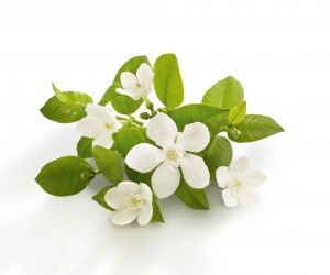 Decleor8_neroli